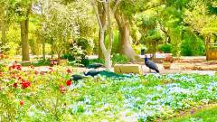 Malta Townhouse Peacocks